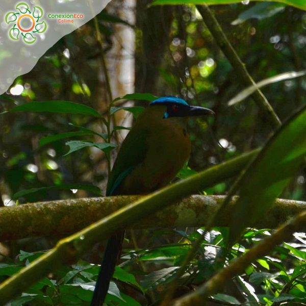Herping y Birding tour Rio Bravo - Imagen 3