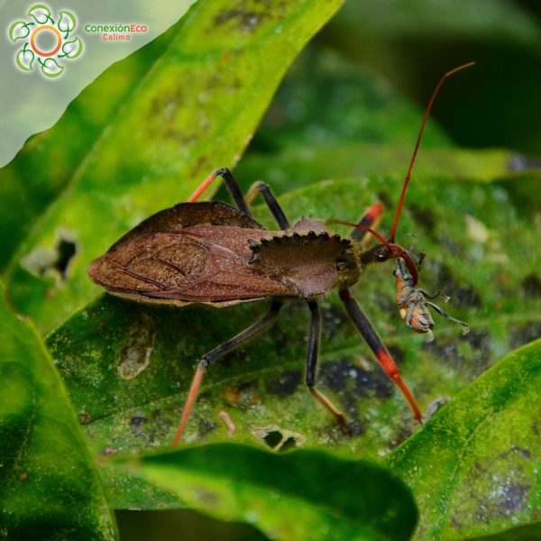 Reserva Nacional Yotoco - Imagen 3