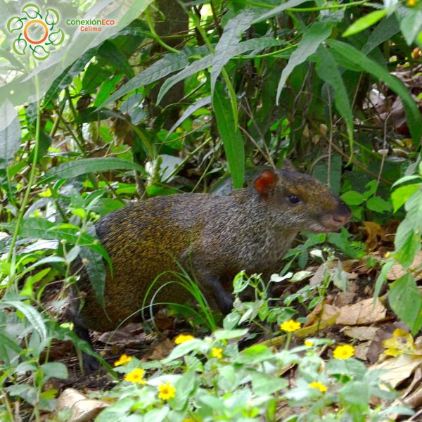 Reserva Nacional Yotoco - Imagen 4