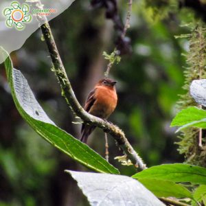 Herping y Birding tour Rio Bravo