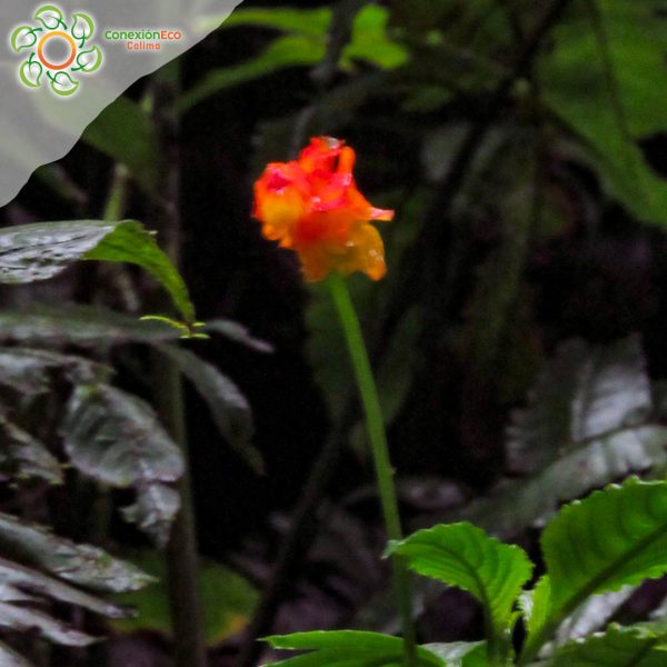 12 Cascadas del Duende - Imagen 3