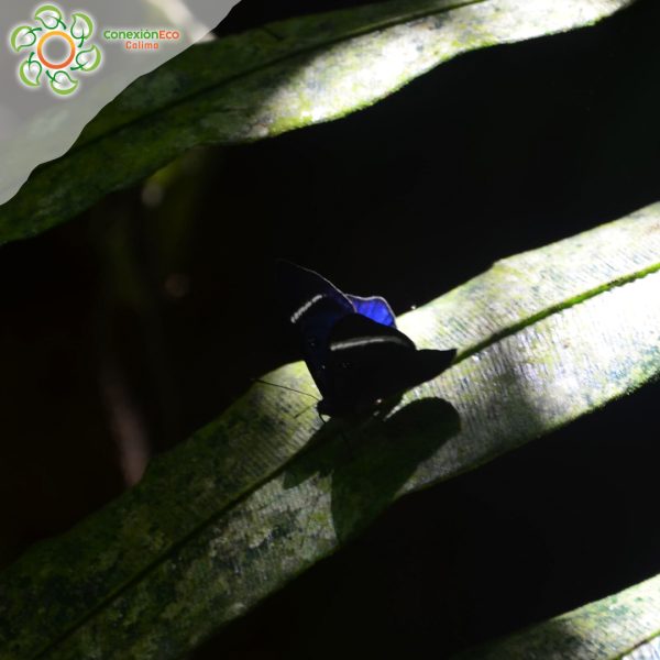 Reserva Nacional Yotoco - Imagen 6