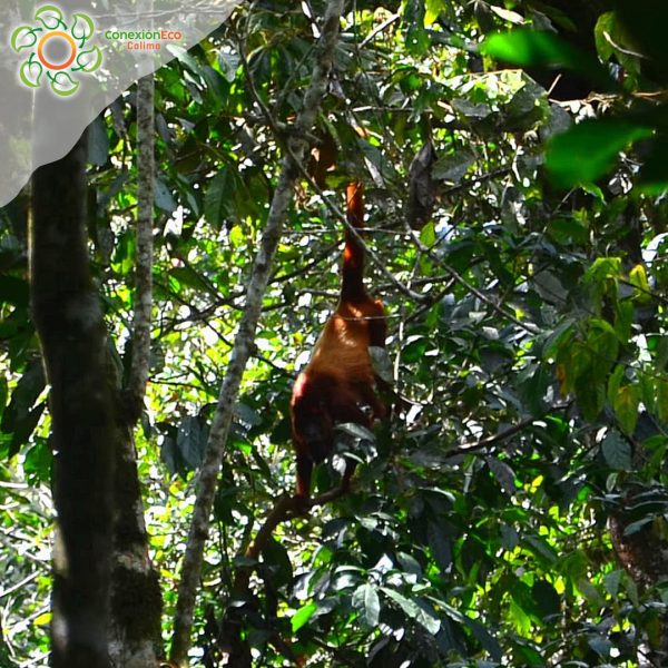 Reserva Nacional Yotoco - Imagen 7